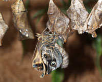 Caligo. Бабочки семейства Brassolidae водятся только в американских тропиках. Обычно это крупные бабочки с заметными глазками на нижней стороне задних крыльев. Многие виды активны только на рассвете и с наступлением сумерек. Питаются главным образом соком перезревших плодов. 