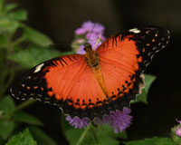 Cethosia biblis. Сверху на крыльях ярко-красная предупреждающая окраска. В состоянии покоя  бабочка складывает крылья вертикально; тогда заметны полосы, точно арабская вязь. Поэтому бабочку и назвали библис, что означает "книга".
