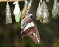 Graphium doson - Особняком от всех других впечатлений, которые можно получить в Саду бабочек, стоит таинство выхода бабочки из ее куколки. Бабочки появляются в оранжерее непосредственно из куколок, выращенных в искусственных условиях в питомниках. 