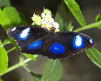 Hypolimnas bolina - бабочка "Голубая луна". крылья бабочки под определенным углом начинают переливаться глубоким синим цветом, откуда и появилось народное название. Известны своей материнской заботой. Самка охраняет лист от муравьев, на котором отложены яйца. Самец также контролирует свою территорию.