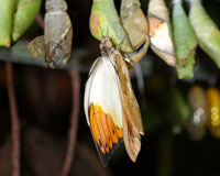Hebomoia glaucippe. гебомоя главк встречается в Японии и Китае, а также от Индии и Пакистана до Малайзии. Это самая крупная азиатская белянка с крыльями, достигающими в размахе 10 см. Самцы и самки существенно отличаются по окраске. 