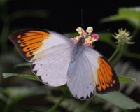 Hebomoia glaucippe. Самцы и самки этой бабочки отличаются поведением. Самки держатся в лесу, а самцы летают на открытых участках. За год бывает два поколения. Бабочки, появившиеся в дождливый сезон, обычно крупнее тех, что летают в период засухи.