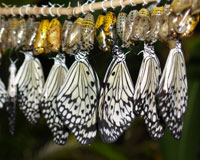 Idea leuconoe. Место обитания идэи белой простирается от юга Китая и Малайзии до Филиппин и нескольких индонезийских островов. Бабочка летает в чаще влажных тропических лесов. Гусеницы развиваются на тилофоре.  