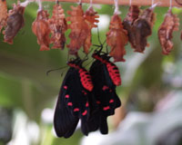 Pachliopta kotzebuea. Этот парусник обитает на некоторых островах Филиппин. В окраске особей этого вида отсутствует белый цвет. Красно-черное телои красные пятна на черных крыльях свидетельствуют о ядовитости бабочки. Это отпугивает позвоночных насекомоядных животных, а пауки и муравьи не замечают опасности.