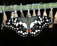 Papilio demoleus. гусеницы вредят плантациям цитрусовых. В Австралии они пожирают листья псоралеи (сем. буковых). Бабочка летает быстро, но невысоко - обычно на высоте 1 м над землей.