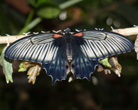 Papilio lowi - "Ласточкин хвост". Является эндемичным видом и нигде кроме трех островов не встречается.  Окраска самки и самца отличаются. Самец более темный, с менее развитыми хвостовыми отростками. Вид обитает в восновном в лесах вдоль рек, где летает круглый год.