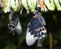 Papilio lowi. Этот довольно крупный парусник водится на филиппинском острове Палаван  и индонезийском Калимантане. Самцы всегда на виду, а самки встречаются редко. Гусеницы развиваются на цитрусе (сем. рутовых).