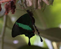 Papilio palinurus. Палинур обитает в Бирме, Малайзии, Индонезии и на Филиппинах. Это одна из немногих дневных видов бабочек, окрашенных  взеленый цвет. Благодаря этому ее трудно заметить среди зелени.