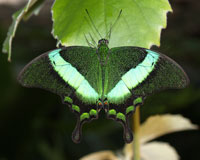Papilio palinurus. Ярко-зеленые с металлическим отливом поперечные ленты резко контрастируют с бурой окраской на нижней стороне крыльев. Бабочка предпочитает горные районы.