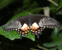 Papilio polytes - очень активная и шустрая бабочка.