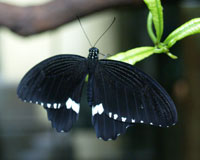 Papilio polytes - живые бабочки творят чудеса: поднимают настроение, приносят радость, вызывают улыбку. Ведь разве не для этого дарить подарки? 