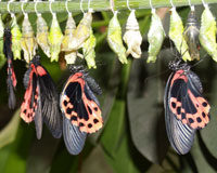 Papilio rumanzovia . Этот яркий крупный парусник обитает на Филиппинах. Самцы и самки существенно отличаются по окраске. У самцов сущестует только одна цветовая морфа, тогда как у самок они самые разнообразные: одни с широкими красными лентами, другие в ярко-красных пятнах на верхней стороне крыльев.