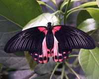 Papilio rumanzovia. У всех бабочек этого вида яркая предупреждающая окраска снизу крыльев, отпугивающая врагов.