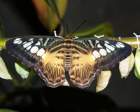 Parthenos silvia - А как чудесно будет выглядеть букет из цветов, на которых может восседать живая бабочка!.. Было бы интересно принести бабочек  в школу, чтобы дети на уроке биологии посмотрели, как из куколок появляются разноцветные крылья…