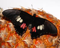 Papilio anchisiades. Распространен на обширной территории от Техаса и Мексики до Бразилии. Бабочки не отдают предпочтения какой-то определенной местности, а встречаются в большом количестве в самых разнообразных местах. 