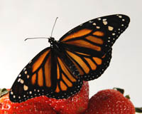 Danaus plexippus. Монарх обитает в тропиках и субтропиках по всему миру. Впечатляющее зрелище: ветки, обепленные десятками миллионов бабочек на небольшом пространстве в лесах Калифорнии и особенно Мексики. В конце зимы они летят на север.