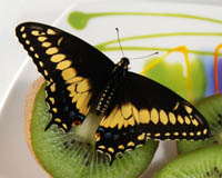 Куколки бабочек Papilio polyxenis. Гусеницы питаются на апиуме и феникулуме (сем. зонтичных). Самка откладывает по одному яйцу на каждый проросток. Если все проростки заняты,то бабочка откладывает нескольо яиц на каждое растение. 