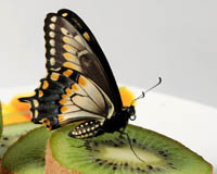 Papilio polyxenis. Встречается поликсена в Канаде, США, Центральной Америке и Амазонии. Бабочки не любят тенистых мест, предпочитая залитые солнцем и усеянные цветами лужайки. 