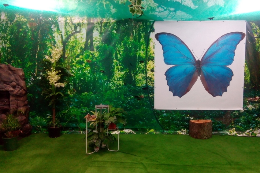 Выставка живых бабочек для торговых центров.