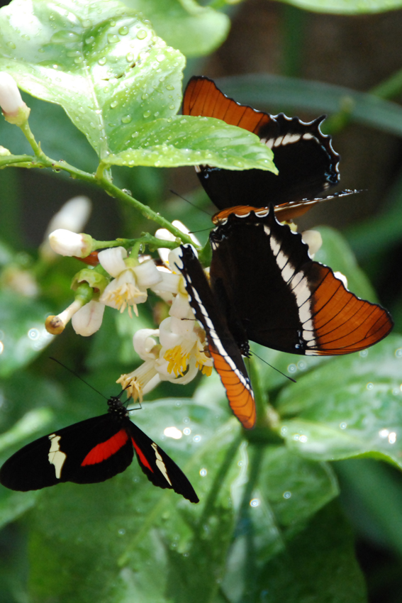 Бабочки в Никитском ботсаду.